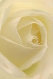 Drawn deep into the delicate heart of a rose, this image captures the serenity and poetic grace familiar to those who cherish flowers in Lisson Grove. Petals unfurl in a creamy-white spiral, each one so softly textured it feels as though it could dissolve beneath a morning mist rising over Regent's Canal. The tender play of shadow and luminous ivory brings the center into gentle focus, inviting closer contemplation much like the tranquil mornings often enjoyed in this leafy part of London. There's a sense of peace to the composition-the kind that accompanies sending sympathy, sharing admiration, or marking the start of a new chapter, whether it be a housewarming near St. John's Wood or a quiet farewell. The air almost vibrates with an understated fragrance, hinting at sweetness that lingers subtly and reverently. The floristry skill invested here is as evident as the care that defines the Lisson Grove community: each petal arranged to evoke comfort and hope, each bouquet delivered carrying not just beauty, but heartfelt emotion and the promise of a thoughtful gesture.